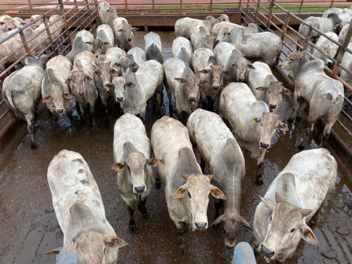 Ituiutaba (MG) receberá 1.500 animais em etapa do Circuito Nelore de Qualidade