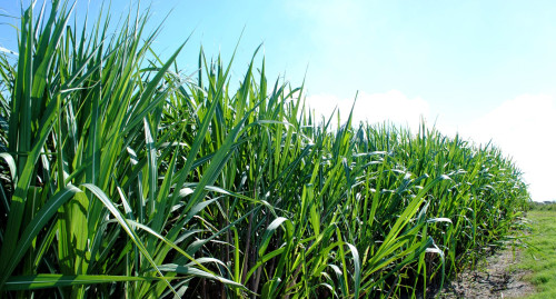 Clima e manejo desafiam produtores a buscar mais eficiência na cana-de-açúcar 
