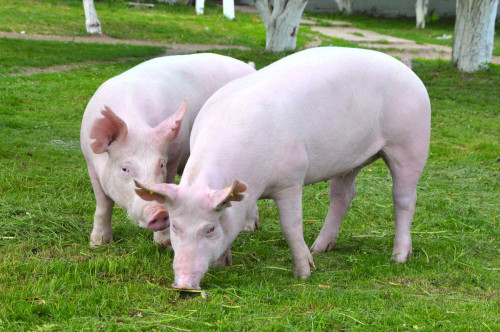 MCassab acompanha avanço do mercado Halal com solução certificada para aves e suínos