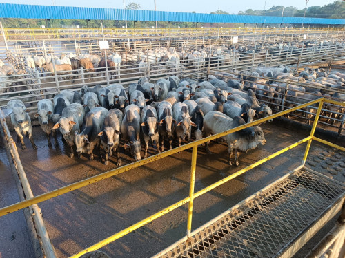 Vilhena (RO) recebe o Circuito Nelore de Qualidade para avaliação de 1.500 animais