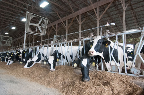 Maior produtividade das vacas leiteiras inclui melhor aproveitamento dos nutrientes da dieta