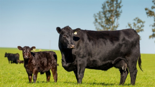 Genética Angus cresce 19,58% no Brasil e ganha espaço no Centro-Oeste
