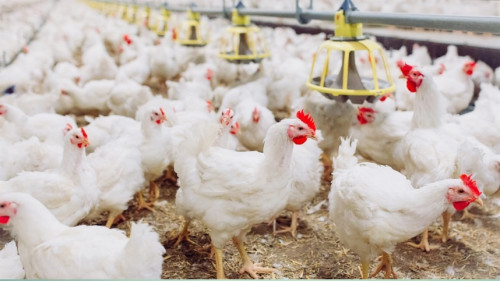 Frango recua no início de agosto, mas exportações sobem 28%