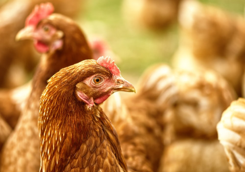 Nutrição equilibrada garante produtividade e longevidade das aves de postura