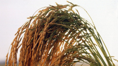 El Niño amplia atenção sobre safra de arroz 2026/27