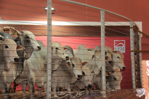 Megaleilão Nelore CFM vende um touro a cada 50 segundos em MS