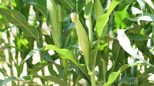 Escolha da braquiária afeta produtividade do milho