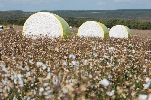 Do campo à indústria, o arame ajuda a preservar a qualidade do algodão brasileiro