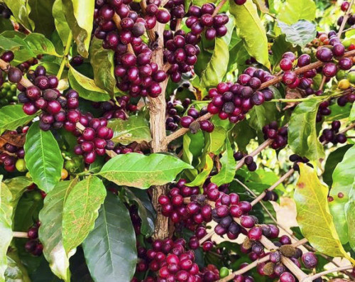 Oferta maior pressiona preços do café