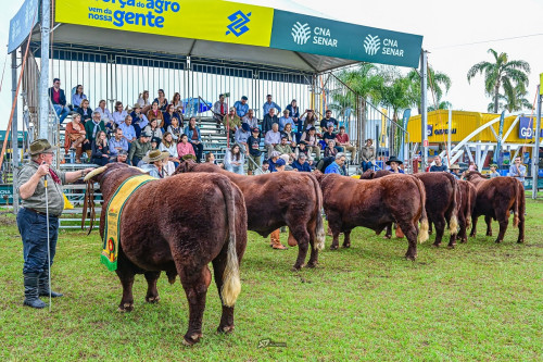 Devon leva 60 exemplares para a Expointer e comemora 120 anos da raça no Brasil