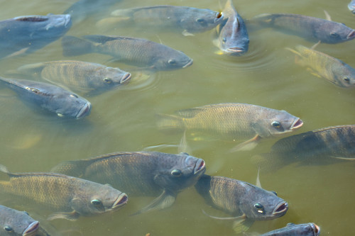 El Niño muda o comportamento alimentar dos peixes. Produtores precisam fazer ajustes na nutrição