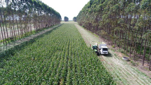 Pastagens degradadas abrem espaço para expansão agrícola