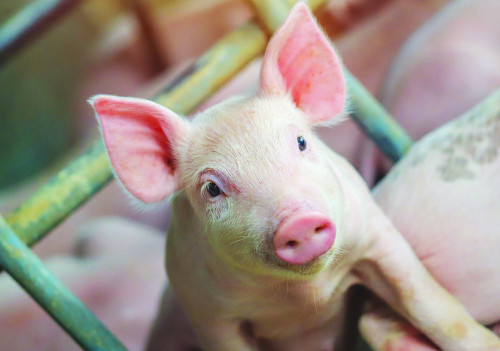 Novus leva soluções para saúde intestinal ao SBSS 2026