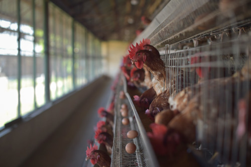 Digestibilidade das aves de postura pode ser afetada pela qualidade da matéria-prima, armazenamento e compostos antinutricionais