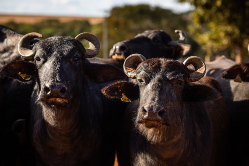 Comportamento animal: por que os búfalos exigem estruturas mais resistentes nas fazendas?