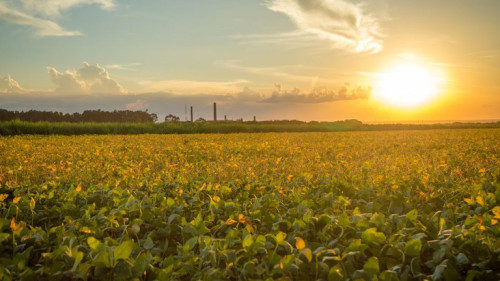 Doença foliar exige diagnóstico além da aparência