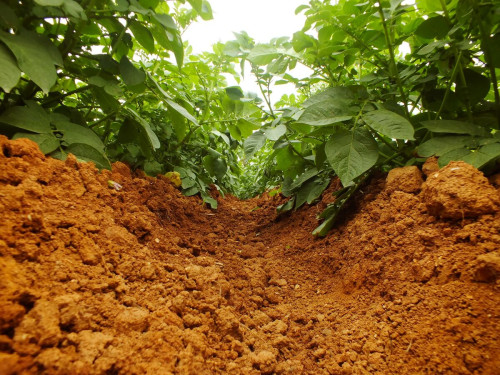 Solo bem manejado reduz efeitos de extremos climáticos