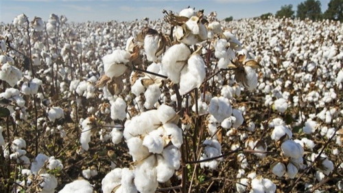 Riscos climáticos ampliam volatilidade da pluma