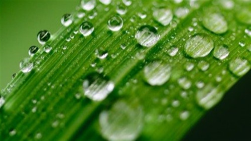 Manejo antecipaChuvas na entressafra ampliam janela de controledo ganha espaço contra nematoides