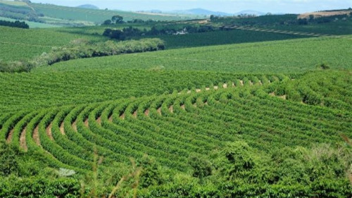Café arábica avança com aperto físico no mercado
