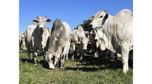 CFM abre as vendas na fazenda: touros prontos para a estação de monta