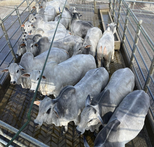 Circuito Nelore de Qualidade avalia 1.500 animais em Canhotinho (PE)