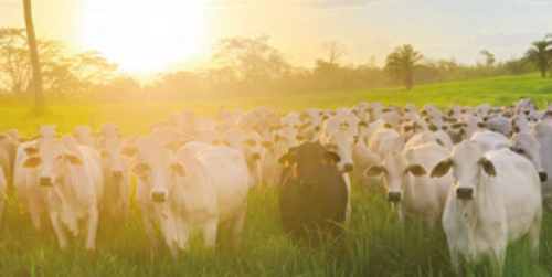 Novo herbicida da UPL tem mecanismo de ação inteligente e ajuda pecuaristas a livrar as pastagens das plantas daninhas