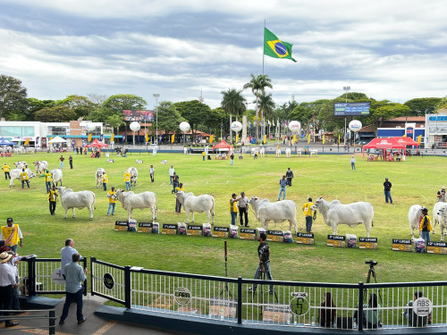 ACNB abre inscrições para a 55ª Expoinel, em outubro, em Uberaba
