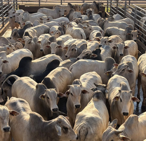Etapa do Circuito Nelore de Qualidade em Vilhena (RO) avalia 1.300 animais e destaca precocidade