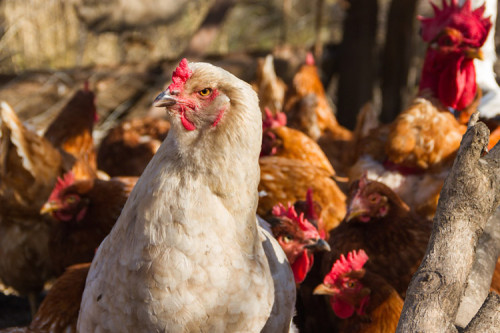 Casos de Salmonella na Europa acendem alerta para granjas no Brasil