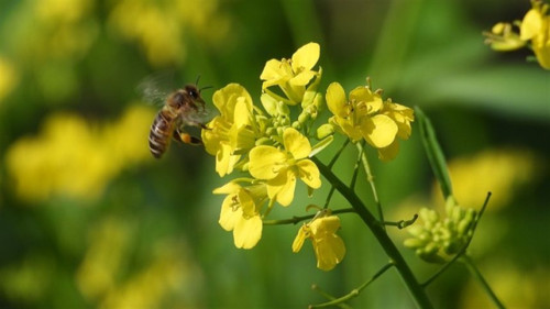 Canola salta para 405 mil hectares em MS e Sul com margem atrativa
