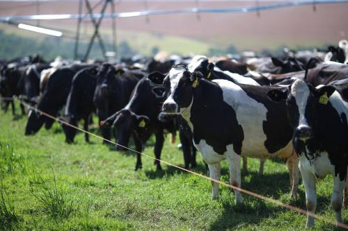 Nutrição adequada, sombra e água fresca. Como reduzir os efeitos do El Niño nas vacas leiteiras