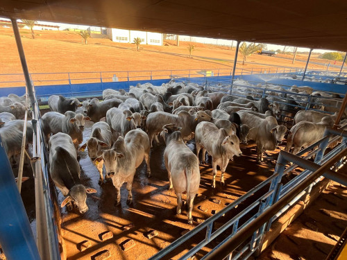 Circuito Nelore de Qualidade avalia 1.150 animais em etapa em Lins (SP)