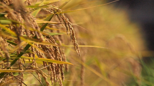 Mercado do arroz passa a olhar riscos da nova safra