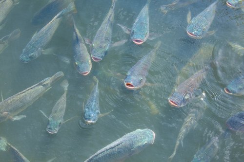 O fígado dos peixes exige proteção: qualidade da água e alimentação estão entre os cuidados essenciais