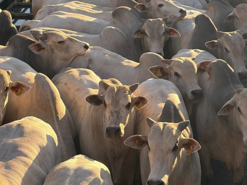 Circuito Nelore de Qualidade avalia 1.642 animais em Ituiutaba (MG)