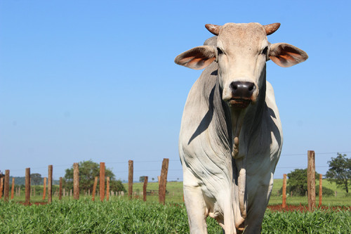 Simpósio em Campo Grande reúne ciência mundial e reprodução bovina