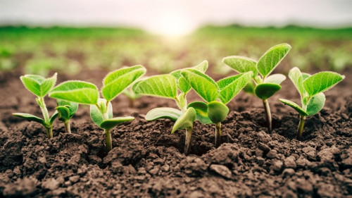 Biofungicidas apresentam diferenças tecnológicas