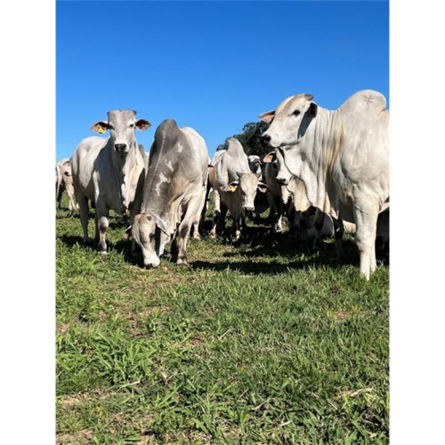 Empresa abre as vendas na fazenda: touros prontos para a estação de monta