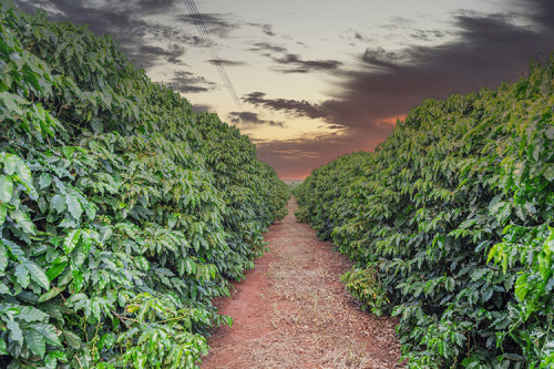 Estresse hídrico no cafezal: como evitar frutos chochos e perdas
