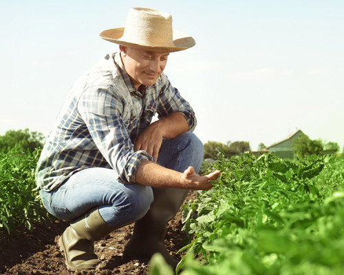 Nanotecnologia amplia possibilidades na agricultura