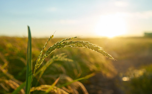 Arroz Tipo 1 tem diferença de 143% na mesma gôndola