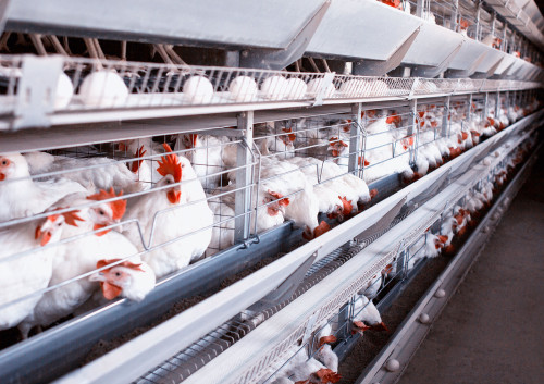 Altas temperaturas desafiam desempenho e rentabilidade na avicultura