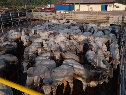 Marabá (PA) recebe o Circuito Nelore de Qualidade para avaliação de 602 animais