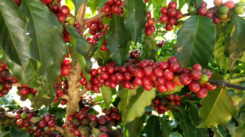 Biotrop destaca contribuição das tecnologias biológicas para aumento da produtividade no 50º Congresso Brasileiro de Pesquisas Cafeeiras