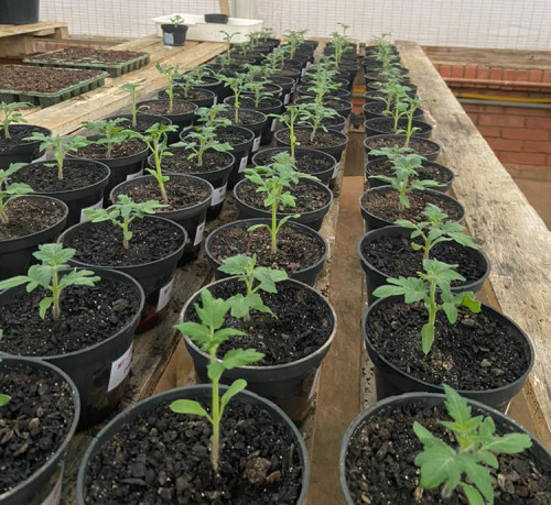 Irrigação ao entardecer aumenta produção de frutos de tomate em pesquisa da UFV
