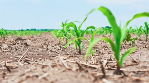 Milheto ganha espaço na renovação dos canaviais