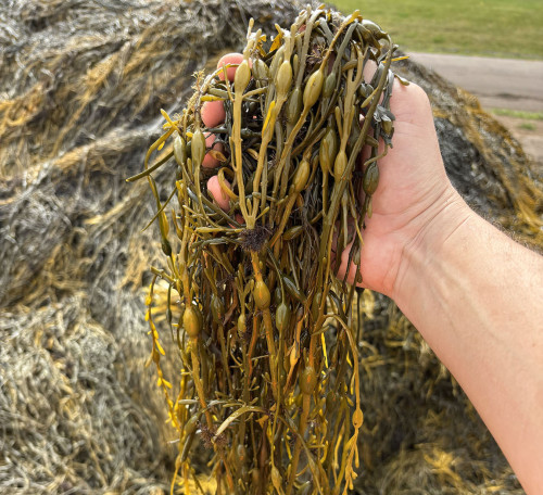 Algas marinhas já movimentam 30% dos biofertilizantes no Brasil