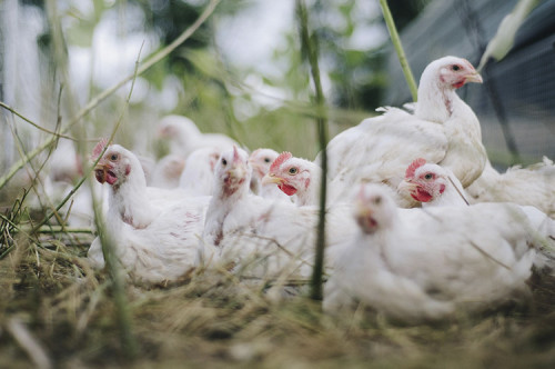 Milho em alta e frango no mercado interno desafiam avicultura em 2027