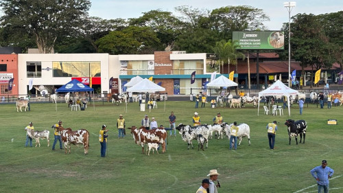 1.096 animais Nelore participaram da Expoinel, em Uberaba, a mais importante exposição da raça